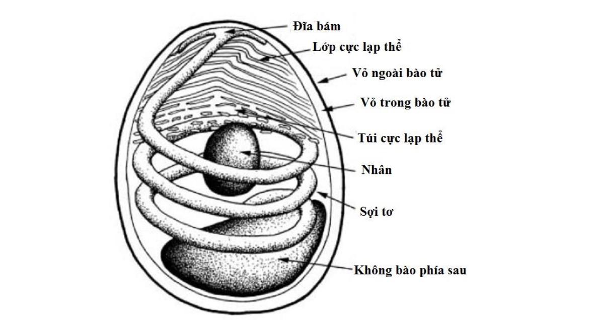 tôm chết