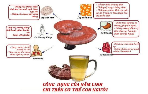 Nấm Linh Chi Đỏ 500g