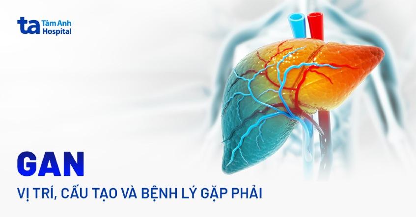 Gan nằm ở vị trí nào trong cơ thể? Cấu tạo như thế nào?