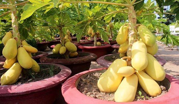 Kỹ thuật trồng đu đủ trong chậu sai trĩu quả tại nhà