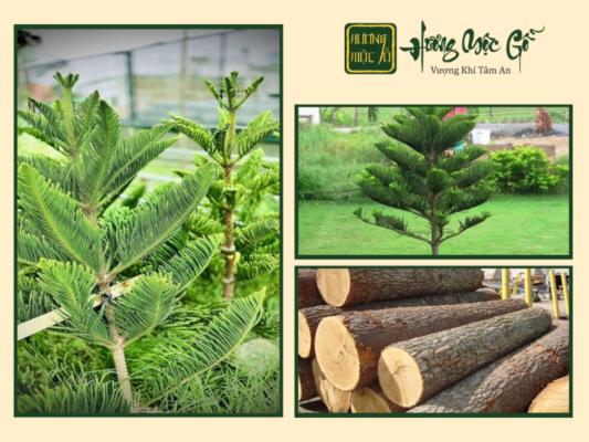 Gỗ Bách Xanh Hợp Mệnh Gì? Bí Ẩn Phong Thủy Đằng Sau