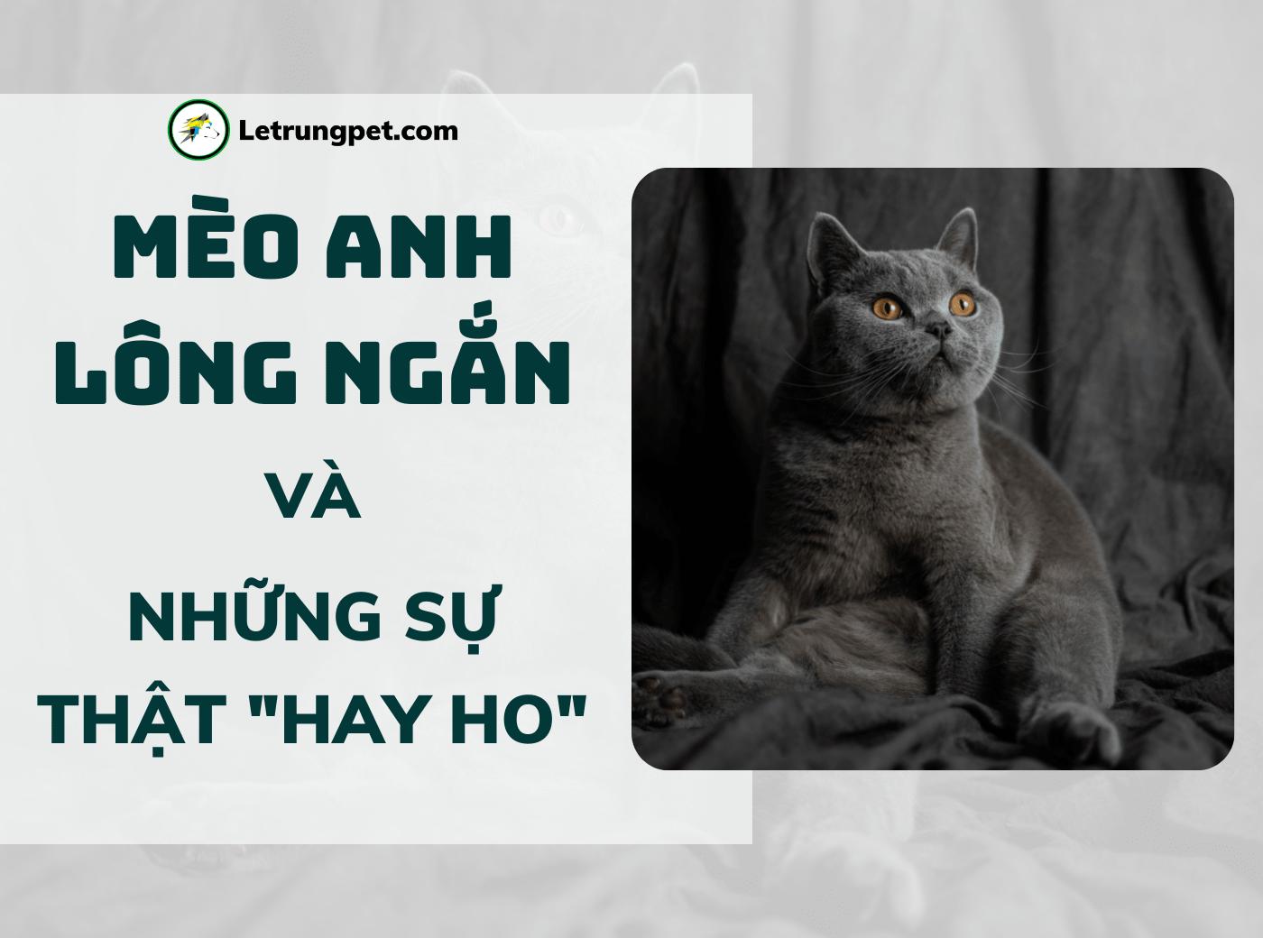 Anh Lông Ngắn - Màu Tabby Brown (MS 01)