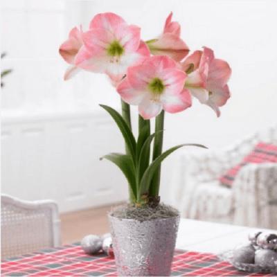 Hướng dẫn trồng và chăm sóc cây hoa lan huệ tại nhà