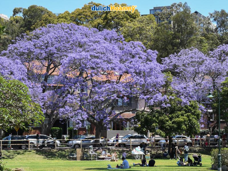 5 địa điểm ngắm mùa phượng tím ở Úc đẹp như tranh