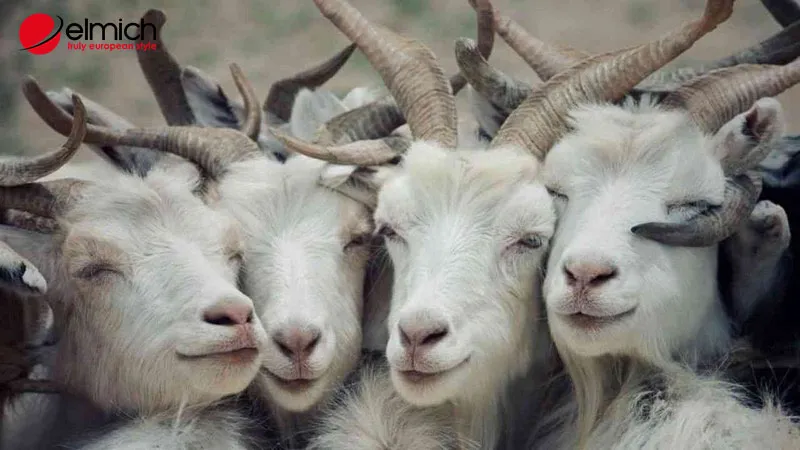 Nữ 2003 Lấy Chồng Tuổi Nào Hợp Nhất?