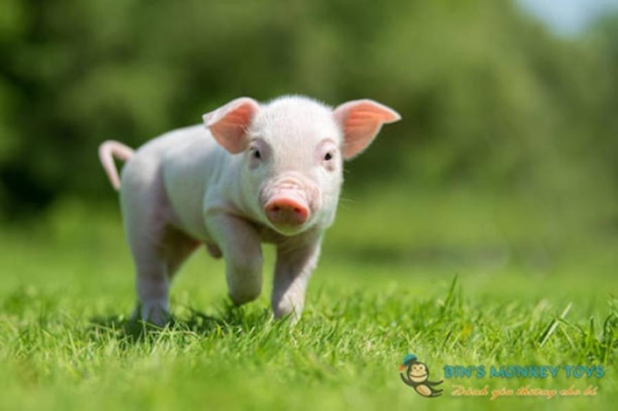 Tuổi Hợi - Tính cách, sự nghiệp, tài vận và số mệnh từ A-Z