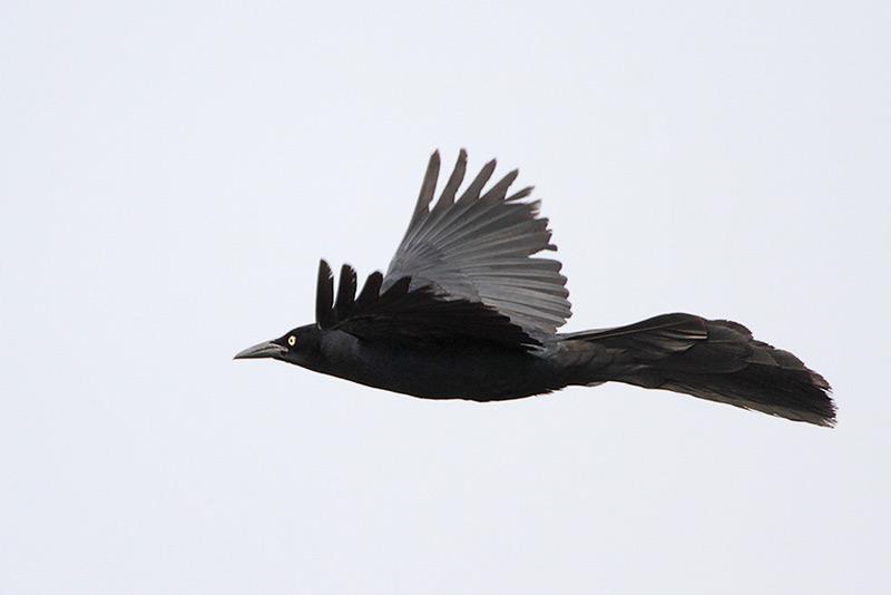 Gulf Coast Bird Observatory