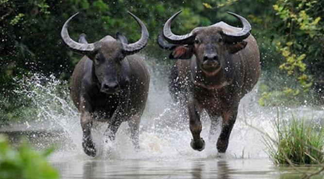 Sinh năm 1985 năm nay 2025 bao nhiêu tuổi