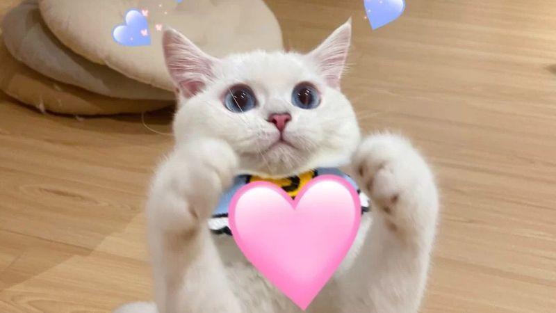 Mèo - biểu tượng của sự ngây thơ khiến cư dân mạng không thể rời mắt