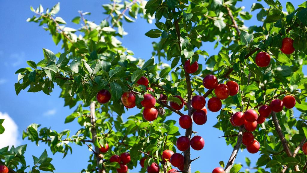 Giá quả cherry Việt Nam là bao nhiêu? Có nên mua cherry Việt Nam hay không?