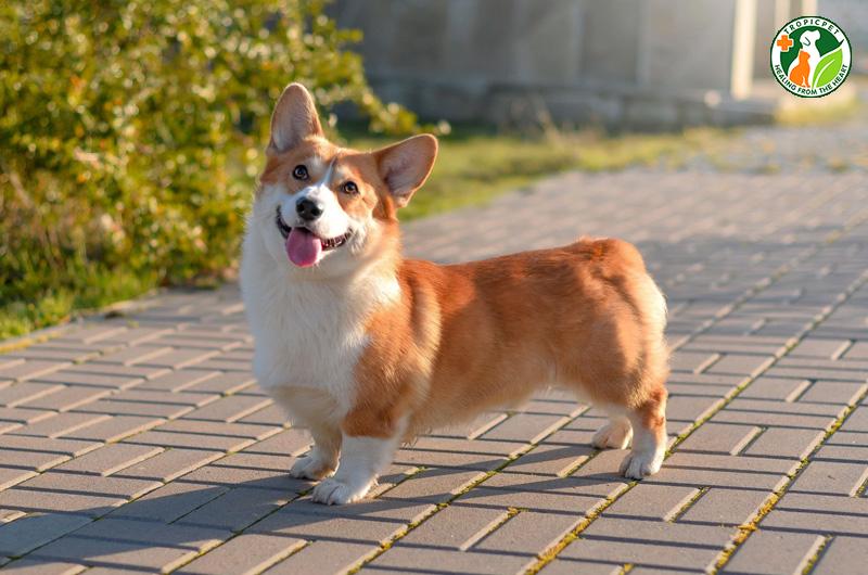 Tìm hiểu về chó Corgi – Giống chó hoàng gia đến từ xứ Wales