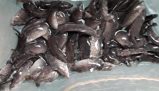 Cá giống Trường phát - TP AQUA GROUP
