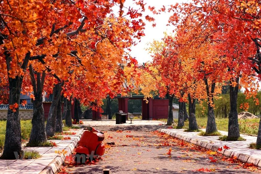 Vì sao lá phong đỏ là biểu tượng của Canada