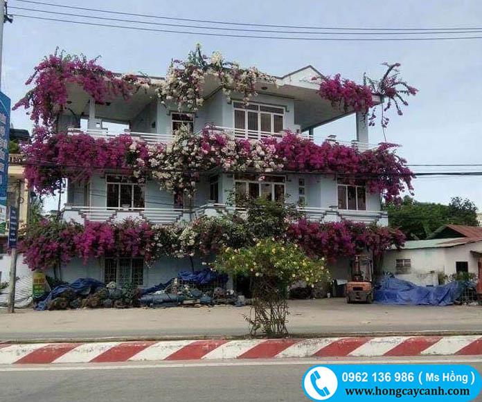 ngôi nhà hoa giấy