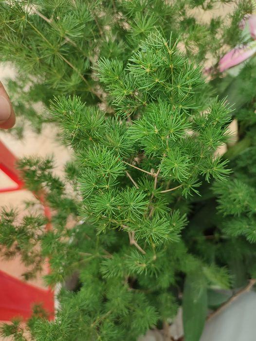Lá Tùng Nho Cắm Hoa