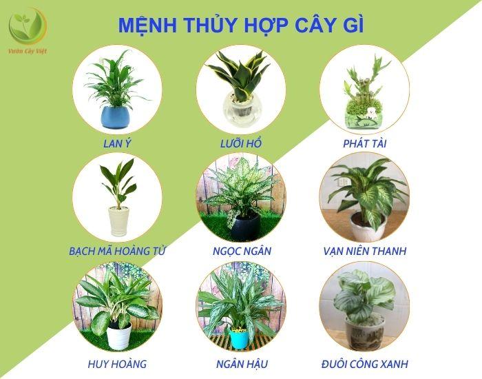 MỆNH THỦY TRỒNG CÂY GÌ ĐỂ BÌNH AN, MAY MẮN VÀ PHÁT TÀI?