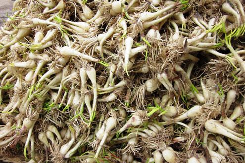 Pickled Small Vietnamese Leek
