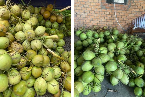 Dừa ta và dừa xiêm có gì giống, khác nhau? Cách phân biệt?