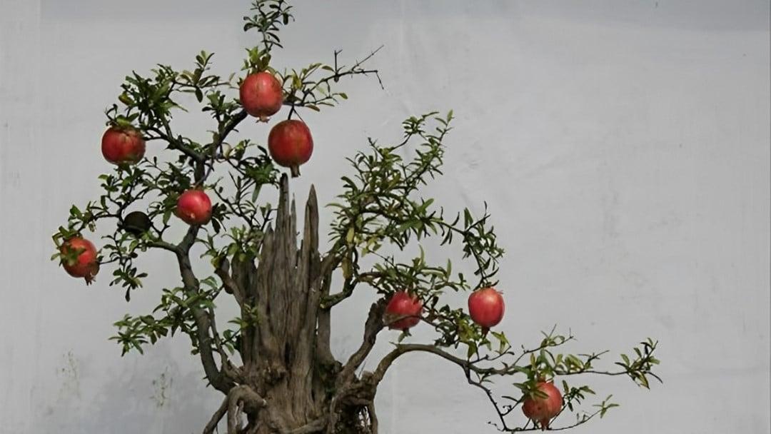 Nữ sinh năm 1980 mệnh gì hợp màu nào?