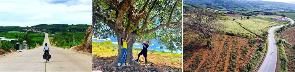 Tour Quy Nhơn – Cao nguyên Vân Hòa 1 ngày: Đà Lạt thu nhỏ giữa lòng Phú Yên