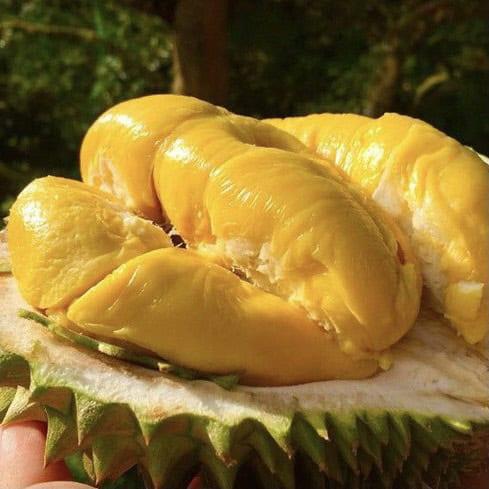 Sầu riêng Musang King Malaysia 400G