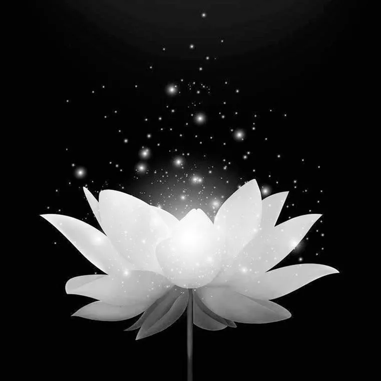 Hoa Sen Đen, Trắng và Ý Nghĩa Trong Đám Tang Lễ Việt