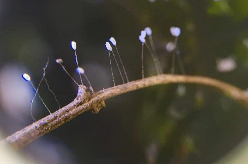 Hoa ưu đàm là gì? Sự tích hoa ưu đàm