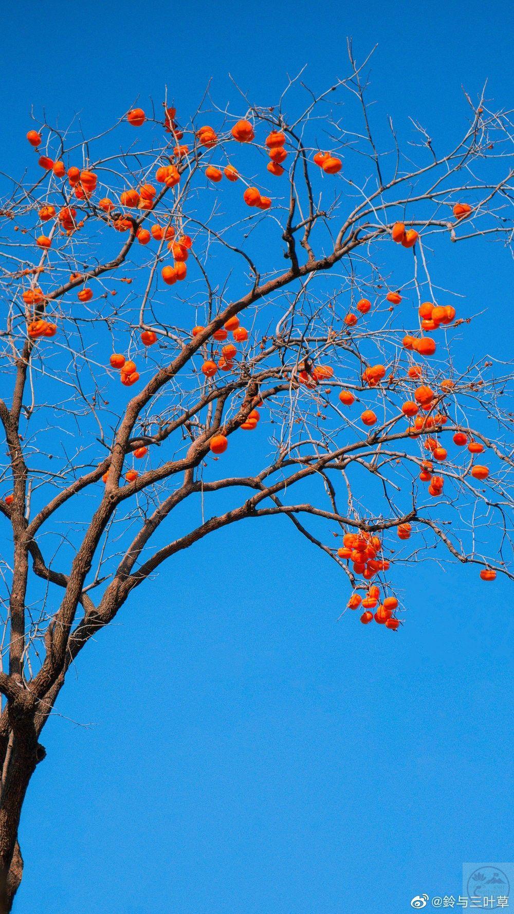 200+ Ảnh cây xanh, rừng cây cối Chill đẹp nhất – Tải 4K