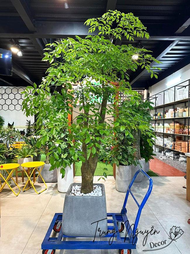 {{this.dataModel.title}}