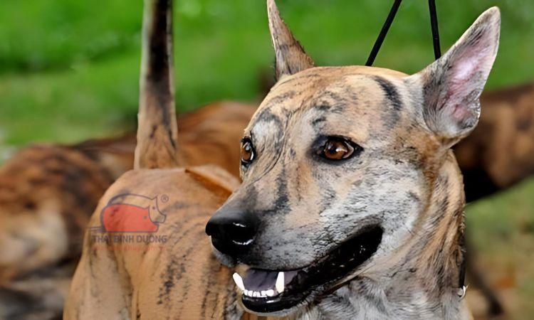 Chó Phú Quốc: nguồn gốc, đặc điểm và giá bán chi tiết