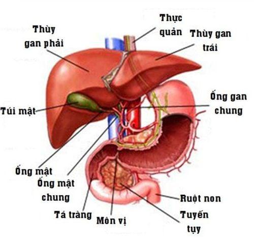 Kết quả giải phẫu bệnh thường cho biết điều gì?