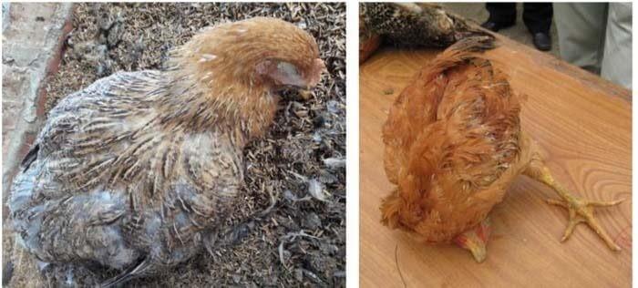 NHẬN BIẾT VÀ ĐIỀU TRỊ BỆNH NEWCASTLE Ở GÀ (BỆNH GÀ RÙ)