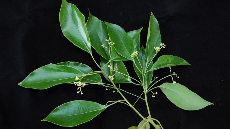 Long não có tác dụng gì với sức khỏe? Lưu ý gì khi dùng?