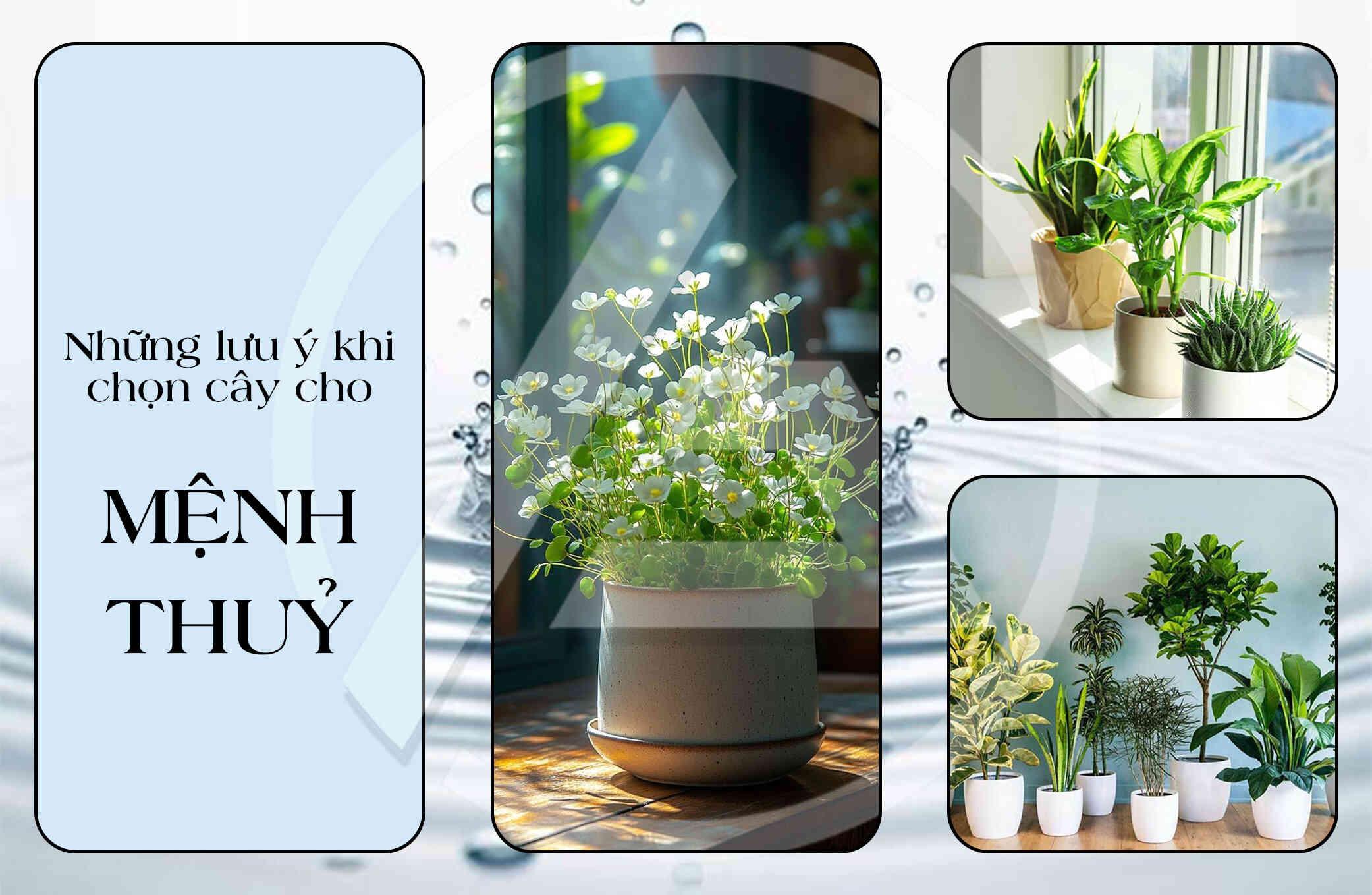 Cây phong thủy trong nhà cho người mệnh Thủy thu hút tài lộc