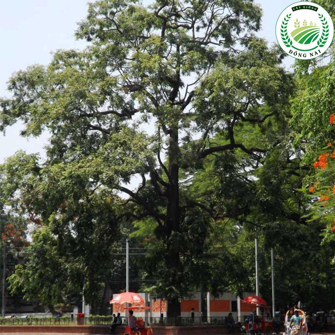 Cây Sao Đen Giống