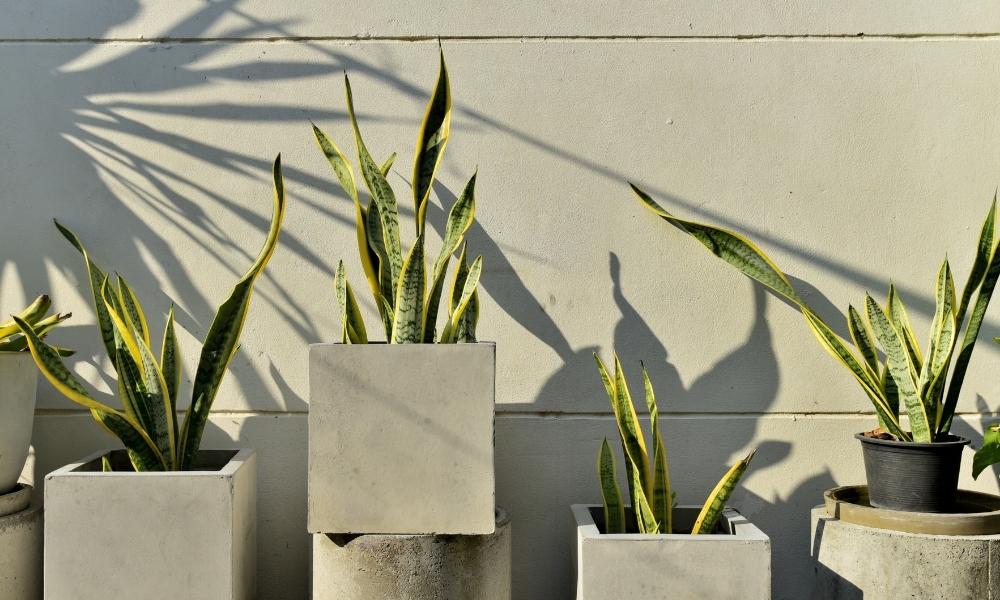 Cách trồng cây lưỡi hổ chuẩn, hiệu quả, đơn giản tại nhà