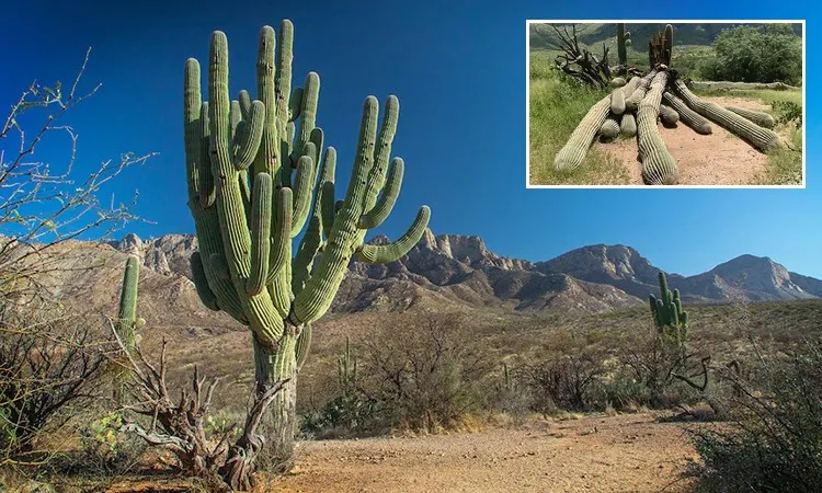 Xương rồng Saguaro – Gã khổng lồ của sa mạc Sonoran