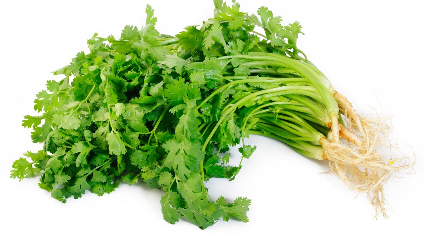 Bầu 3 tháng đầu ăn ngò rí được không? Hướng dẫn sử dụng an toàn