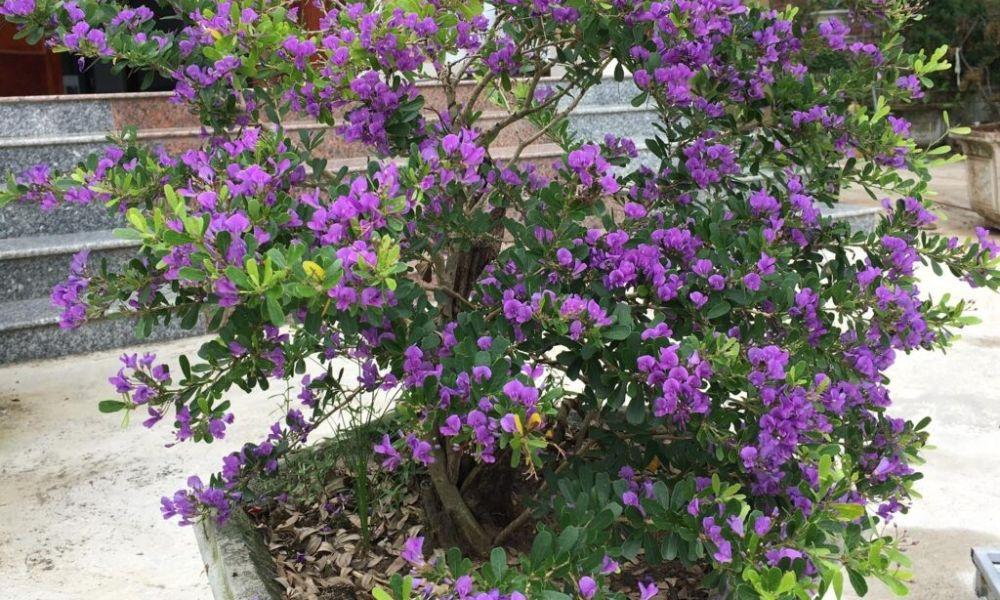 Cây linh sam: Đặc điểm, ý nghĩa phong thủy và cách trồng chăm sóc đúng kỹ thuật