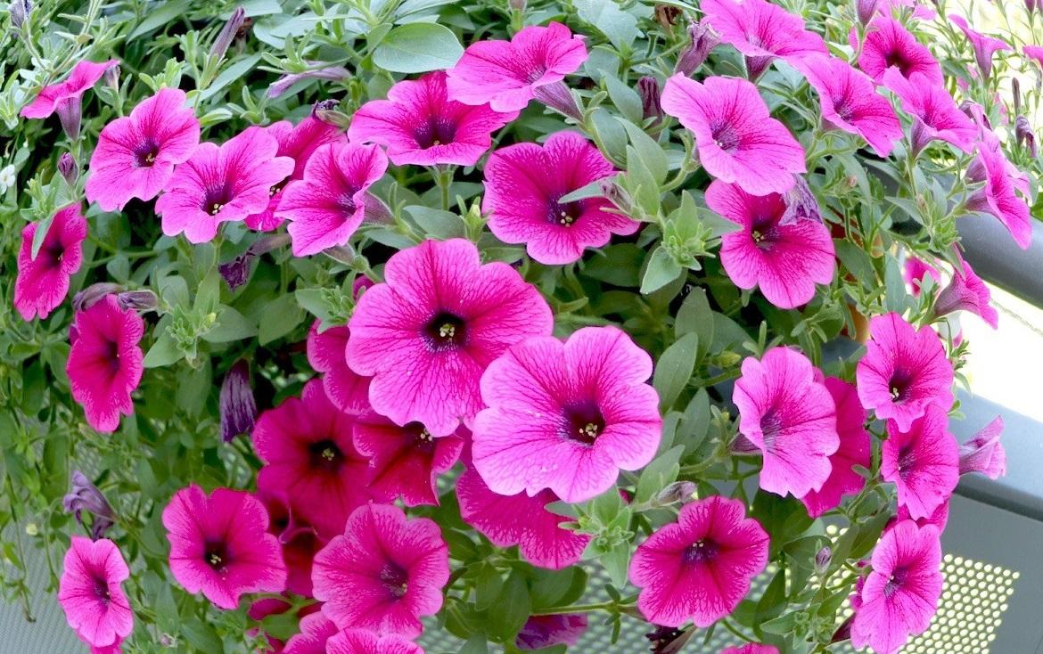 6 lưu ý để có chậu hoa Dạ yến thảo bền, đẹp đón Tết