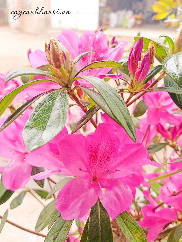 Cây Hoa Đỗ Quyên Ta