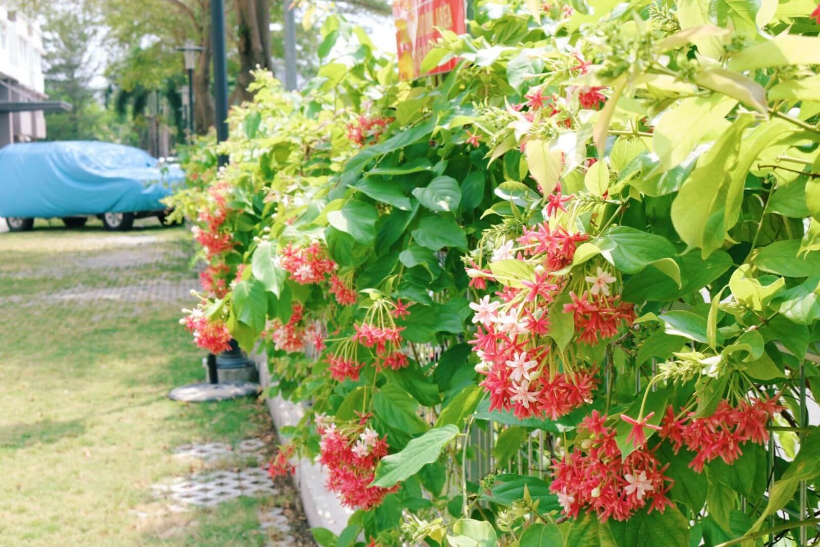 Cây sử quân tử