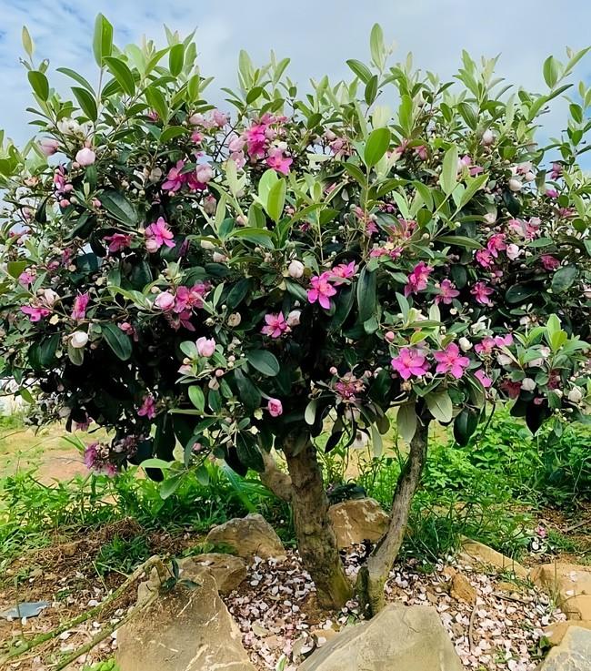 Cây dại mọc bờ bụi ở quê nay được "hô biến" thành bonsai đẹp lạ, nhiều người chi tiền triệu mua về trồng làm cảnh