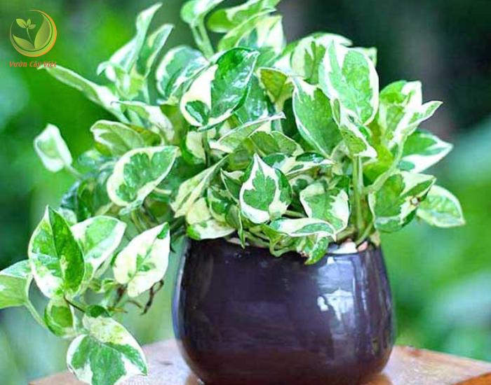 Đặc điểm, ý nghĩa, cách trồng và chăm sóc cây Trầu Bà Cẩm Thạch