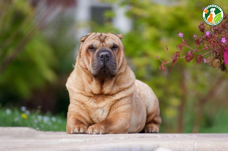 Chó Shar Pei (Sa Bì): Giống chó nhăn độc đáo từ Trung Quốc