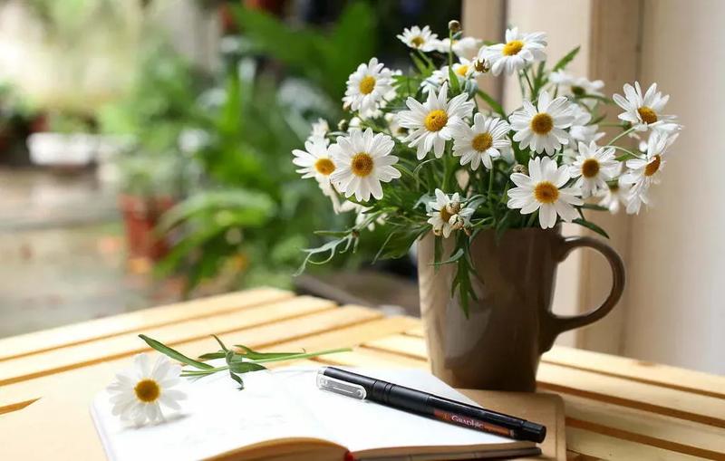 Hoa Cúc Họa Mi: Đặc Điểm, Ý Nghĩa Và Cách Trồng Chăm Sóc