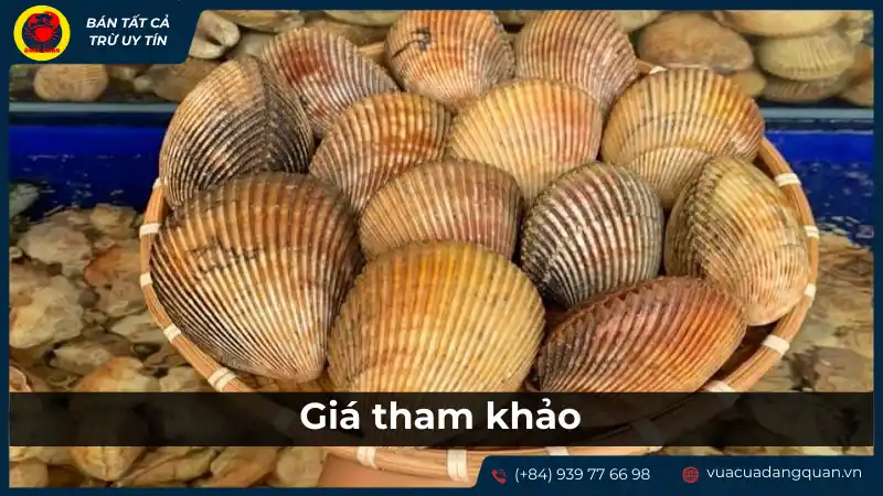 Sò dương giá bao nhiêu 1kg? Cập nhật mới nhất và địa chỉ bán uy tín