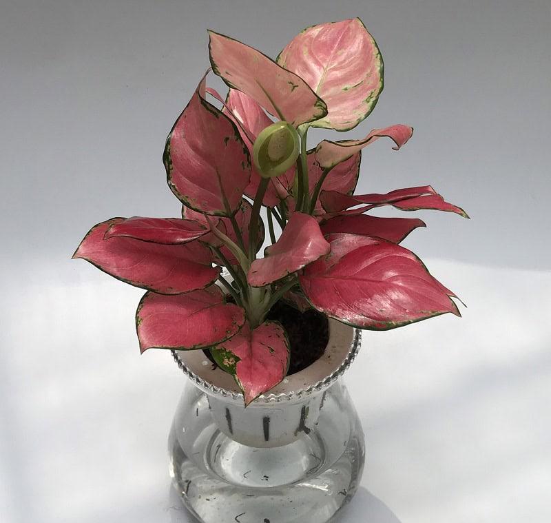 【Khám phá】Cây Vạn Lộc ra hoa mang ý nghĩa gì?