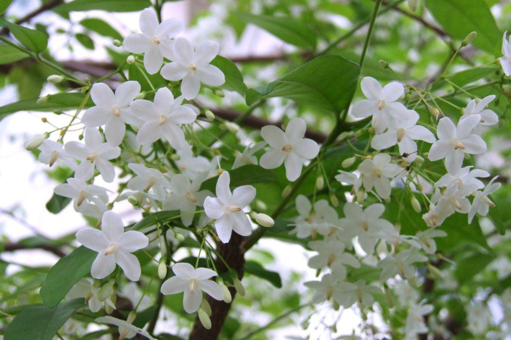 Hoa Mai Chiếu Thủy: Loài Hoa Đẹp Và Thơm