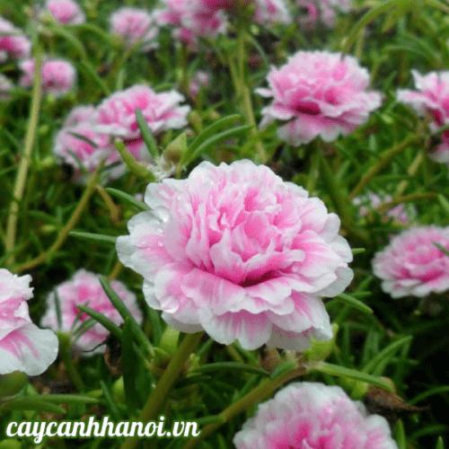 Cây Hoa Mười Giờ